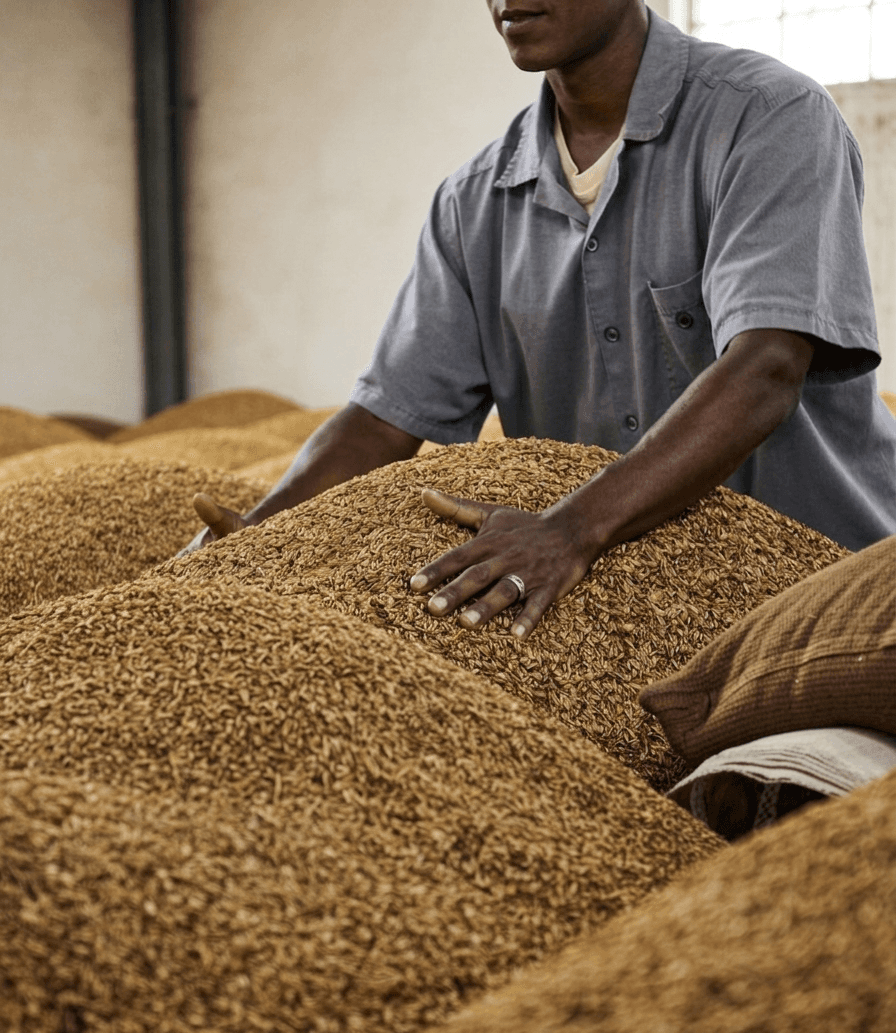 A worker inspecting grain seed by hand in stacked burlap sacks
